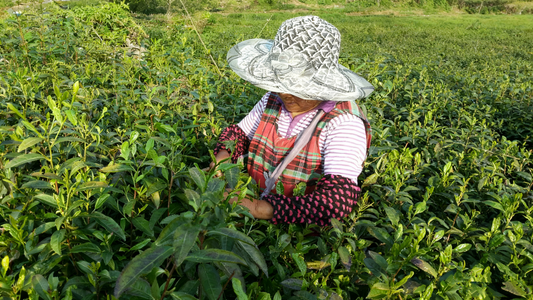 Hands, Leaves, and Fire: The Unseen Labor Behind Every Cup of Longjing Tea